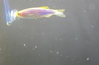 GLOFISH DANIOS BLUE Thumbnail