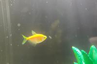 GloFish Tetras ORNAGE Thumbnail