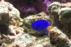 Yellowtail Blue Damselfish Thumbnail