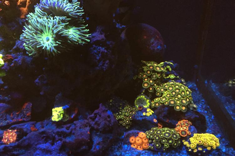 Fluval M60 Nano Reef Thumbnail