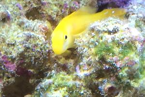 Yellow Coral goby Thumbnail