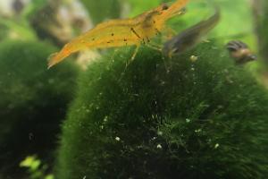 Tangerine Tiger Shrimp Thumbnail