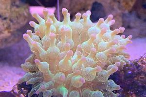 Bulb Anemone Thumbnail