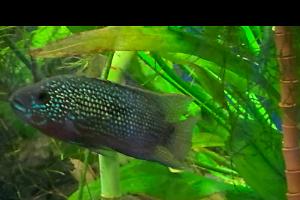 Guppies Thumbnail