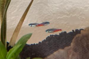 Neon Tetra Thumbnail