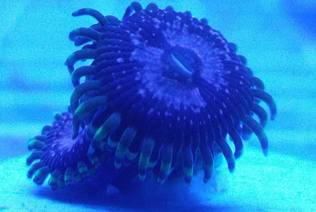 WWC Purple Monsters zoa