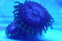 WWC Purple Monsters zoa Thumbnail