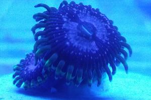 WWC Purple Monsters zoa