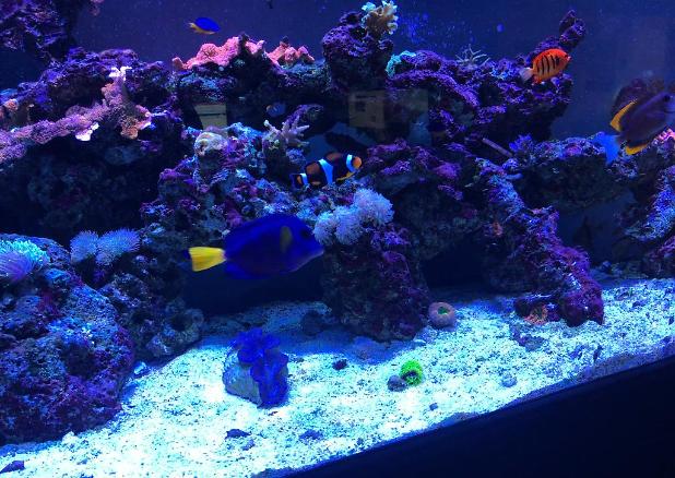 Mike’s Reef on May 18, 2020