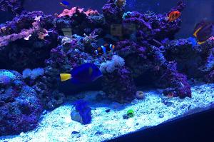 Mike’s Reef Thumbnail