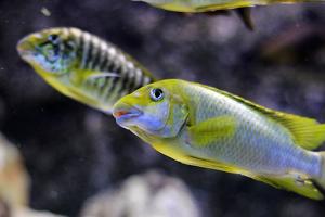 Petrochromis macrognathus green Thumbnail