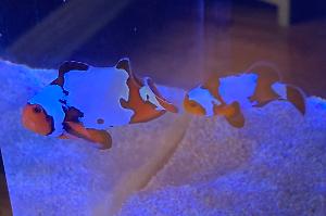 ORA Black Ice Clownfish Thumbnail