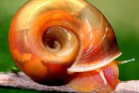 Ramahorn Snails