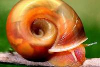 Ramshorn Snails Thumbnail