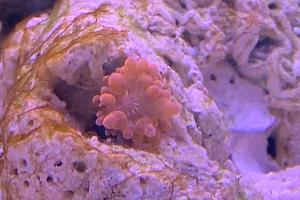 Bulb Anemone Red Thumbnail