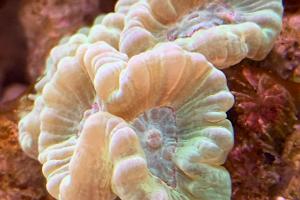 Candy Cane Coral Thumbnail