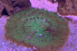 Short Tentacle Plate Coral Thumbnail