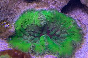 Mini Carpet Anemone Thumbnail