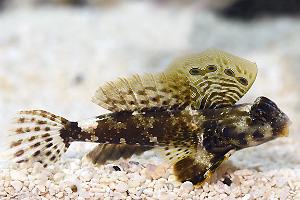 Scooter Blenny Thumbnail