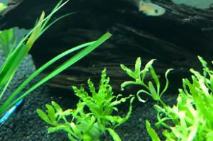 Endler Guppy Thumbnail