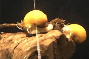 Gold mystery snail Thumbnail