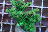 acropora Thumbnail