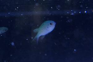 Blue Chromis Thumbnail