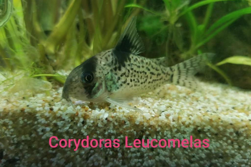 Black Fin Cory / Corydoras leucomelas 4