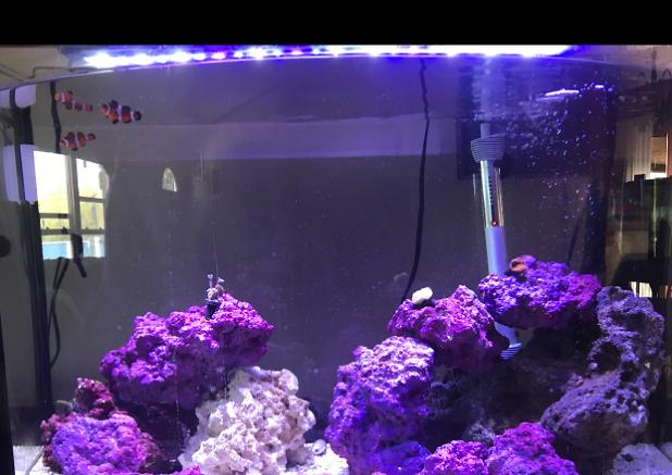 35 gallon tank on May 21, 2020