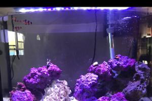 35 gallon tank on May 21, 2020