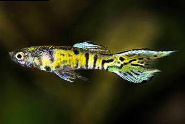 Endlers livebearers