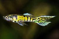 Endlers livebearers Thumbnail