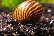 Nerite snails