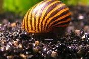 Nerite snails Thumbnail