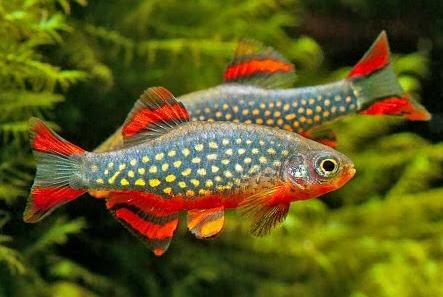 Celestial Pearl Danios / Galaxy Rasbora