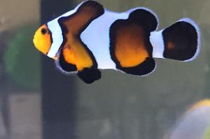 Mocha clownfish Thumbnail