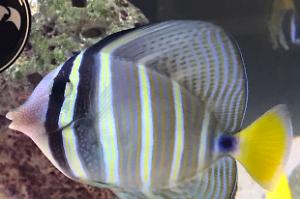 Sailfin Tang Thumbnail