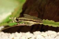 Otocinclus Thumbnail