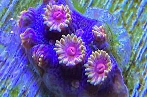 Bizarro Cyphastrea Thumbnail