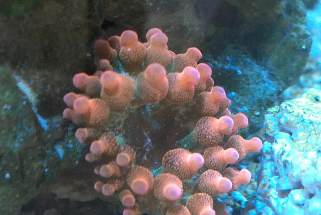 Flame Bubble Tip Anemone