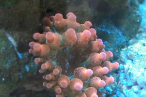 Flame Bubble Tip Anemone Thumbnail