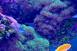 Green Starburst Polyps Thumbnail