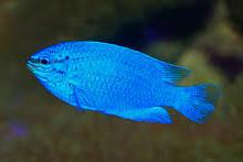 Blue damselfish Thumbnail