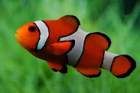 Clown fish Thumbnail