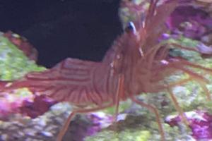 Peppermint Shrimp Thumbnail