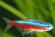 Cardinal Tetra Thumbnail