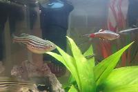 Zebra Danio Thumbnail