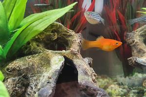 Platy Fish Thumbnail