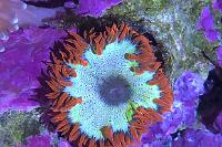 Rockflower Anemone Thumbnail