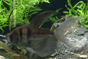 Black Hi-Fin Skirt Tetra Thumbnail